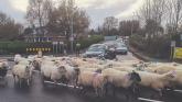 Ewe got this! Limerick gardai direct a flock of sheep instead of traffic