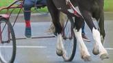 Horsing around: Motorist fined for 'spectating' at sulky race on busy Limerick road