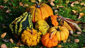 Green Fingers: Save those seeds - pumpkins don’t grow on trees 