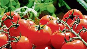 IFA warns of shortage of fruit and vegetables due to rising fuel costs 