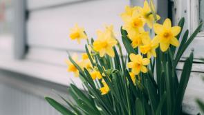 Green Fingers: A little work in your Limerick garden for great Spring colours   
