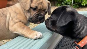 Taoiseach Simon Harris' parents rescue the 'world's cutest' puppies!