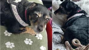 Irish dog stayed by dead owner's side for a month before being rescued 