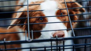 Regulation of puppy farms to be debated in Dáil as dogs kept in 'horrendous conditions'