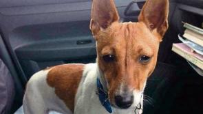 Dog ‘chasing a potato’ stolen by man in car on County Limerick road