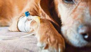 Pet owners warned as dogs die amid outbreak of deadly parvovirus in Limerick