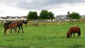 Limerick gardai warn that horse seizures likely to increase significantly