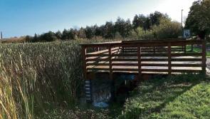 WATCH: Council plans removal of reeds at Limerick’s Westfields Wetlands