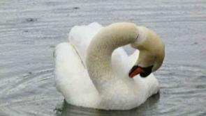 Swan found with six-pack plastic ring around its neck in Limerick