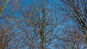 Wild About Wildlife: The magic of hazel: Albert Nolan