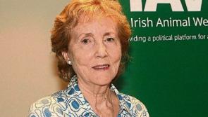 Limerick Animal Welfare boss: 'No more room for horses'