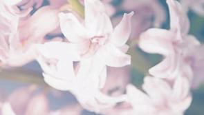 Deaths in Limerick - March 9, 2017