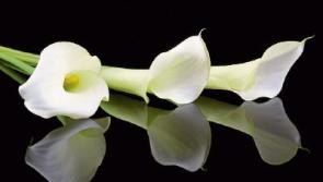 Deaths in Limerick - April 21, 2017