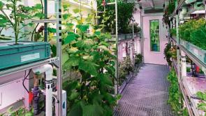 Ground control to Limerick IT: Plants grown at college are Mars-bound