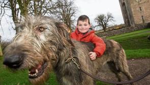 Public given naming chance as Irish Wolfhounds make 'roaring' Bunratty return