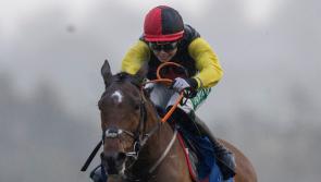 Limerick racing connections enjoy bumper spell on the track