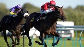 Rogue Bear up for the Cup at York this weekend