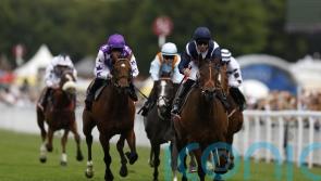 Trillium proves jet propelled in Molecomb Stakes