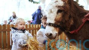 Live animal crib opens in Dublin&rsquo;s Stephen&rsquo;s Green park
