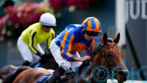 The Lion In Winter backed to bare his teeth in Derby