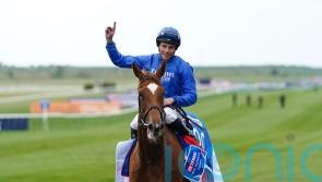 Unbeaten Desert Flower heads Oaks field