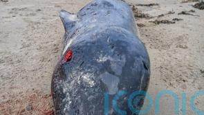 Arctic whale never recorded before in Ireland washes up on Donegal beach