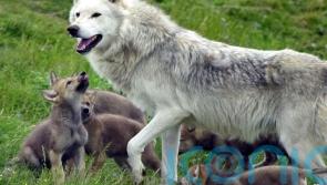 Young &lsquo;cautious&rsquo; over potential reintroduction of wolves and lynx in the wild