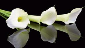 Deaths in Limerick: Wednesday, April 9
