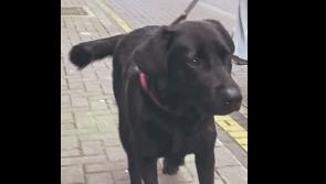The Weekly Wag: George is on the road to recovery  