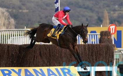 Allaho to miss Cheltenham due to abdominal bleed