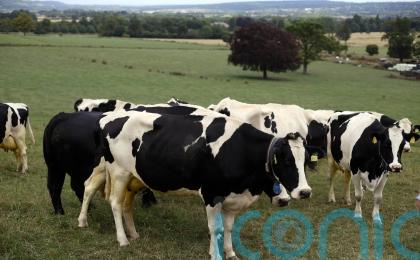 ‘Urgent action needed’ over supply of veterinary medicines to Northern Ireland