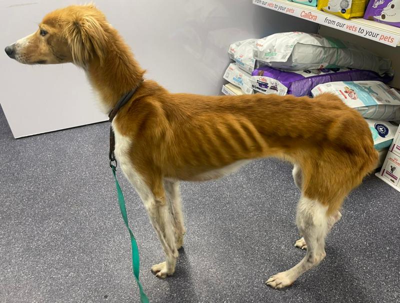 Dog found in horrific condition 'couldn’t understand' kindness