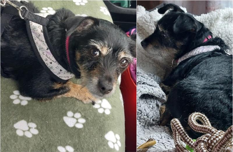 Irish dog stayed by dead owner's side for a month before being rescued 