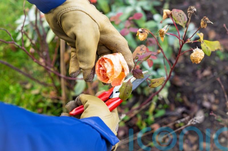 GUIDE: Things to do to get your garden ready for autumn