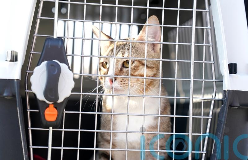Football’s not coming home after England World Cup exit but Dave the cat is